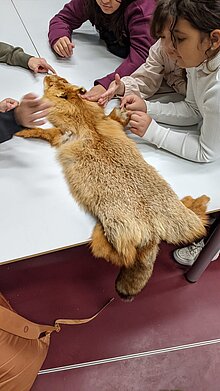 Pellentesque egestas neque